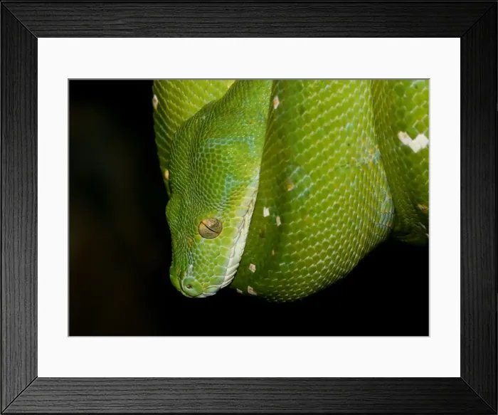 Framed Print : Green Tree Python