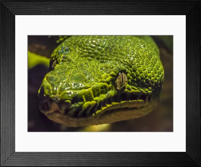 Framed Print : Green tree python Framed Print : Green tree python