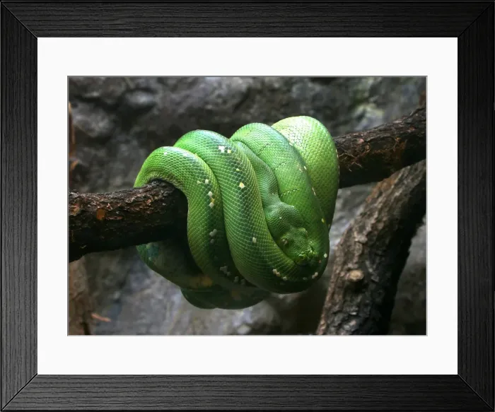 Framed Print : Green Tree Python Framed Print : Green Tree Python