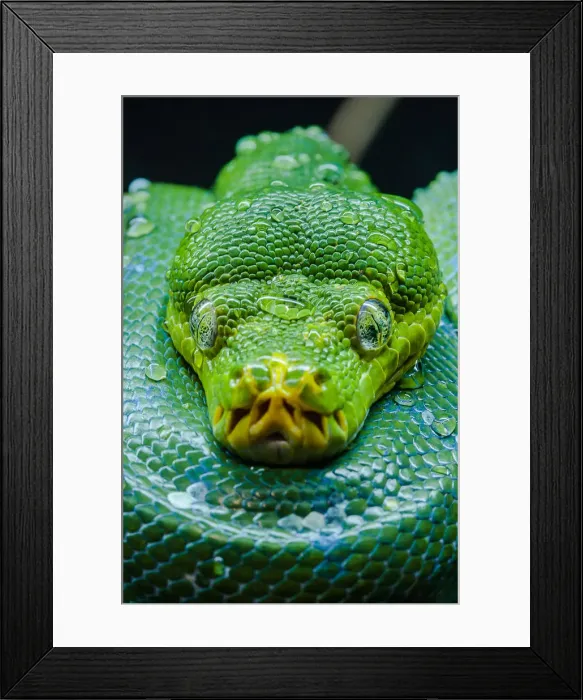Framed Print : Green tree python Framed Print : Green tree python
