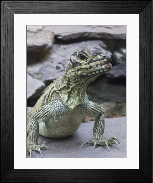 Framed Print : Green iguana on rock
