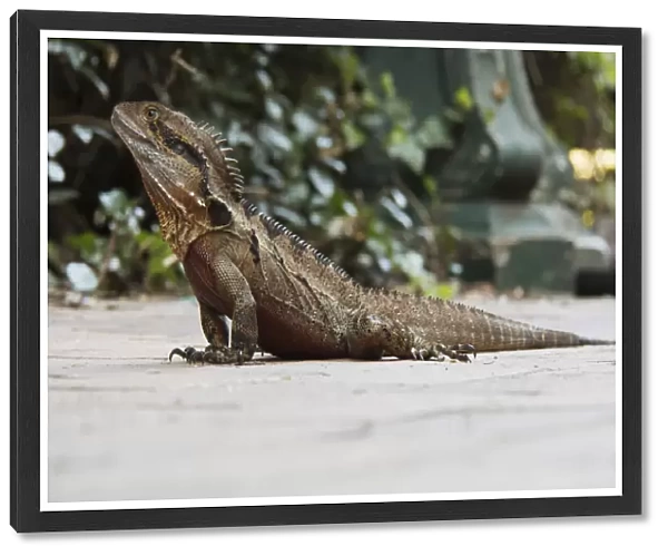 Iguana. Queensland, Australia