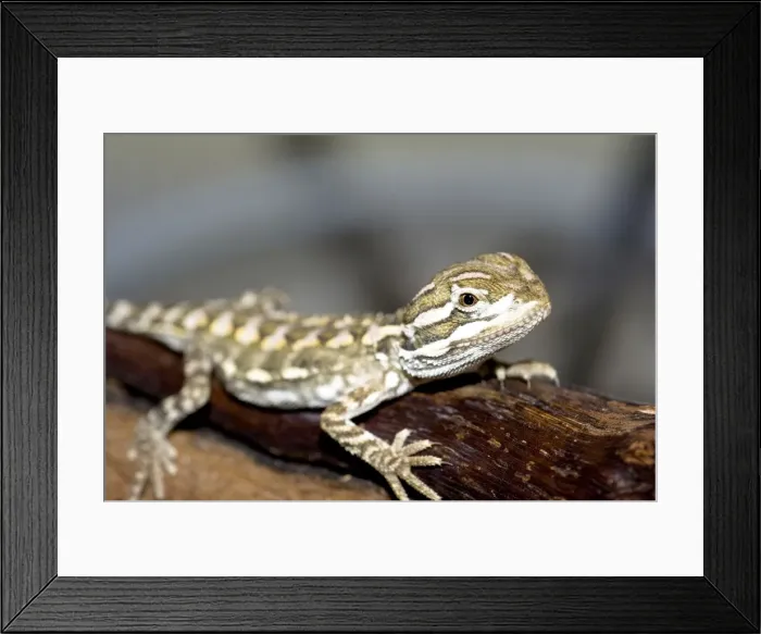 Framed Print : young bearded dragon