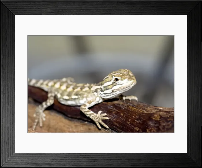 Framed Print : young bearded dragon Framed Print : young bearded dragon