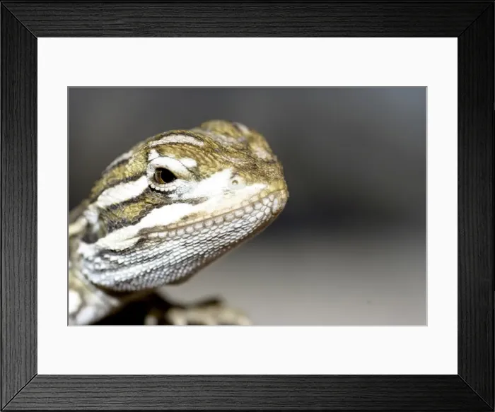 Framed Print : young bearded dragon