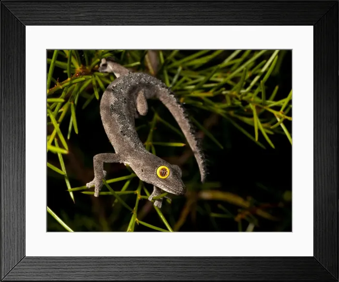Framed Print : strophurus spinigeris, Kalbarri
