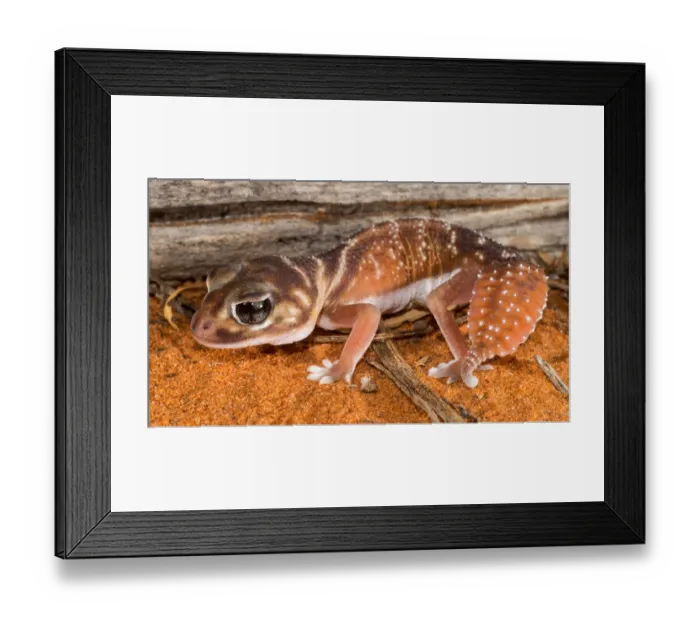 Framed Print : Knob-tailed Gecko