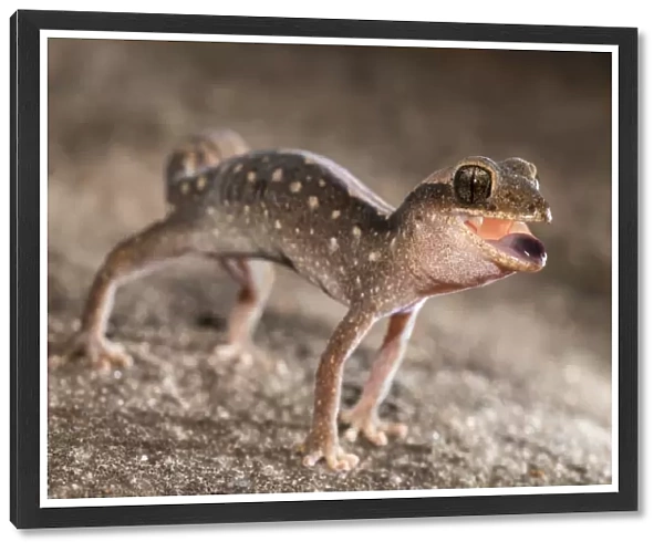 Angry Gecko 3