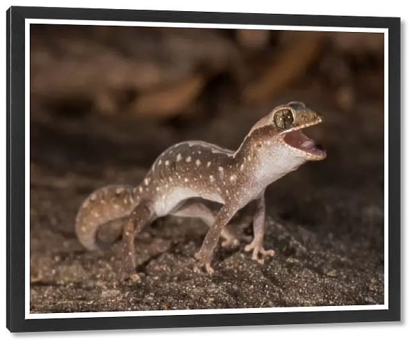 Angry Gecko 1