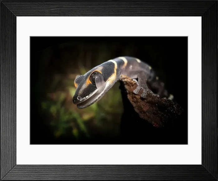 Framed Print : Gecko Framed Print : Gecko
