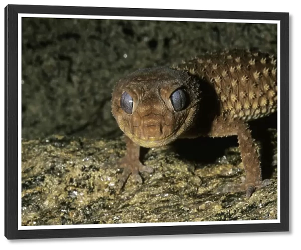 Knob-tailed gecko (Nephrurus levis)