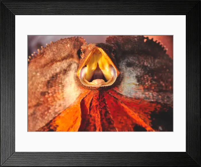 Framed Print : Western Australian frill necked lizard Framed Print : Western Australian frill necked lizard