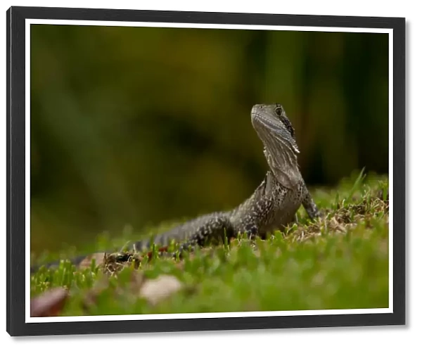 Easter water dragon on grass