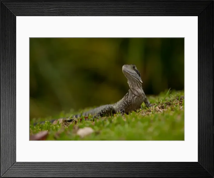 Framed Print : Easter water dragon on grass Framed Print : Easter water dragon on grass
