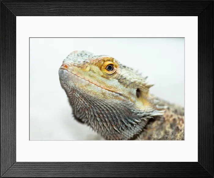 Framed Print : Bearded Dragon on White