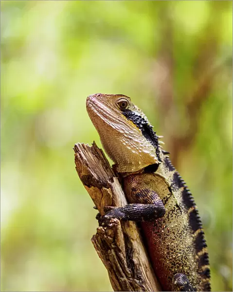 Australia, Blue Mountains, Water dragon (Intellagama lesueurii) perching on branch