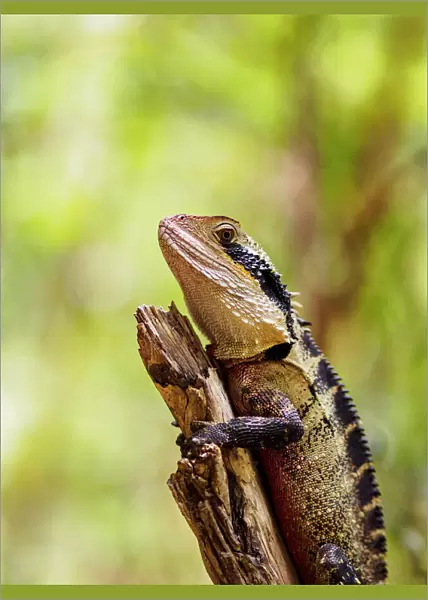 Australia, Blue Mountains, Water dragon (Intellagama lesueurii) perching on branch