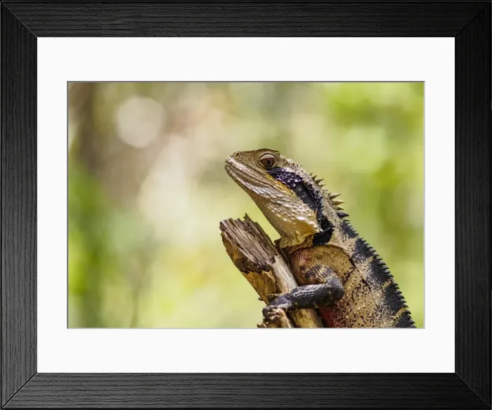 Framed Print : Australia, New South Wales, Blackheath, Water dragon (Intellagama lesueurii) perching on branch Framed Print : Australia, New South Wales, Blackheath, Water dragon (Intellagama lesueurii) perching on branch