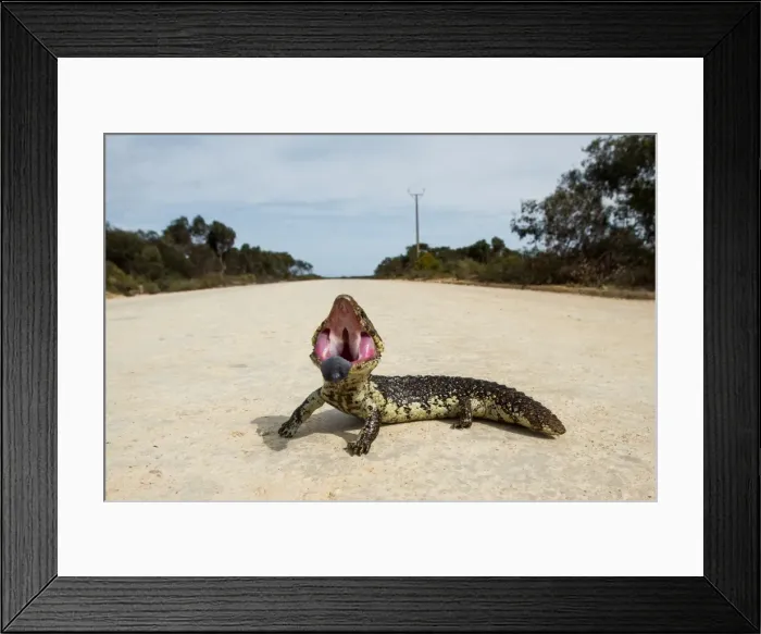 Framed Print : Shingle Back lizard on a road. Eyre Peninsula Framed Print : Shingle Back lizard on a road. Eyre Peninsula