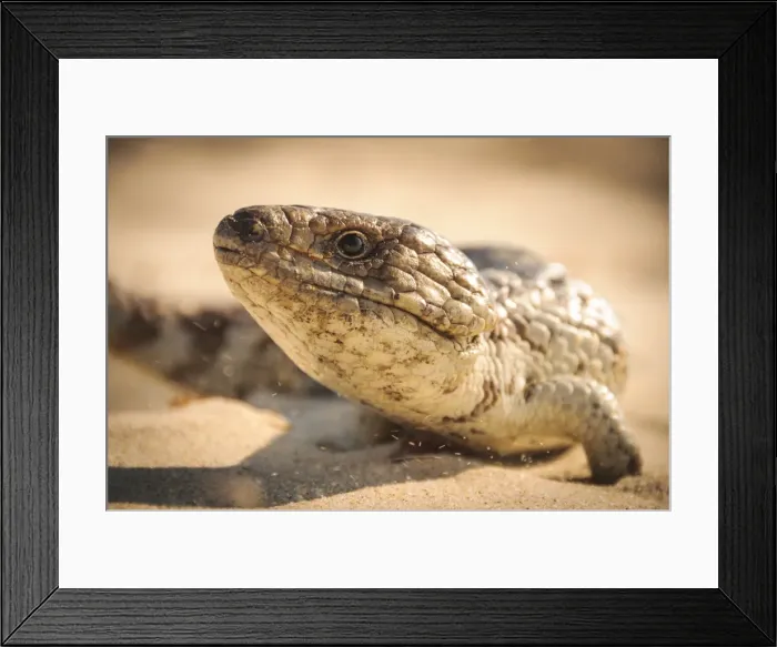 Framed Print : Australian blue tongued lizard Framed Print : Australian blue tongued lizard