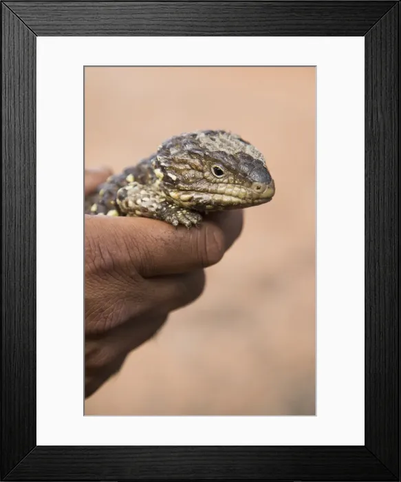 Framed Print : Cropped image of hand holding Shingleback Lizard outdoors