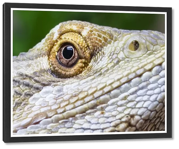 Eye of a Bearded Dragon Lizard