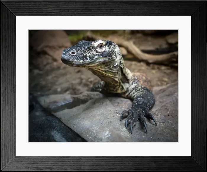 Framed Print : Komodo Dragon Framed Print : Komodo Dragon