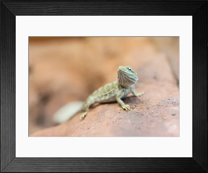 Framed Print : Lizard Closeup