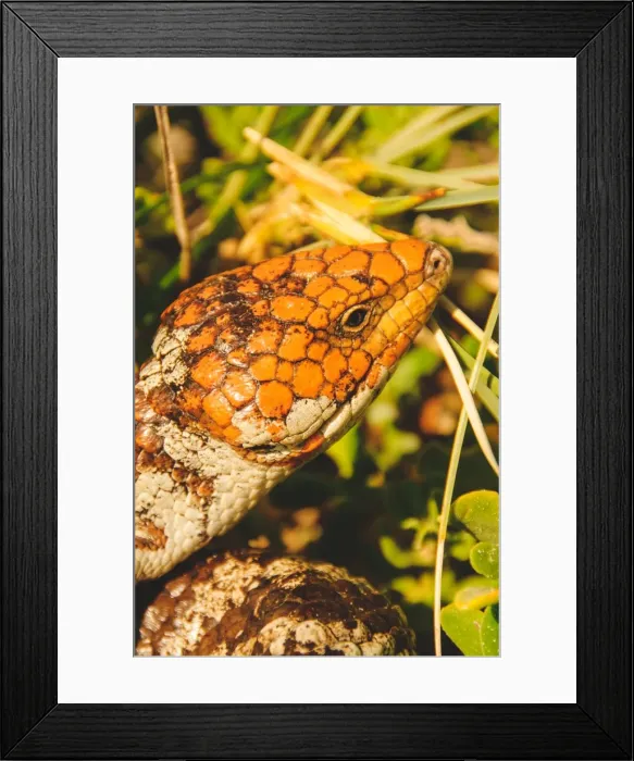 Framed Print : Australian skink Framed Print : Australian skink
