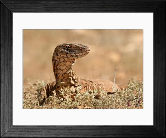 Framed Print : Varanus giganteus, Hamelin Station
