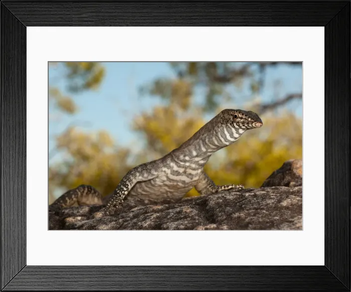 Framed Print : Black-palmed Monitor, Theda Station Framed Print : Black-palmed Monitor, Theda Station