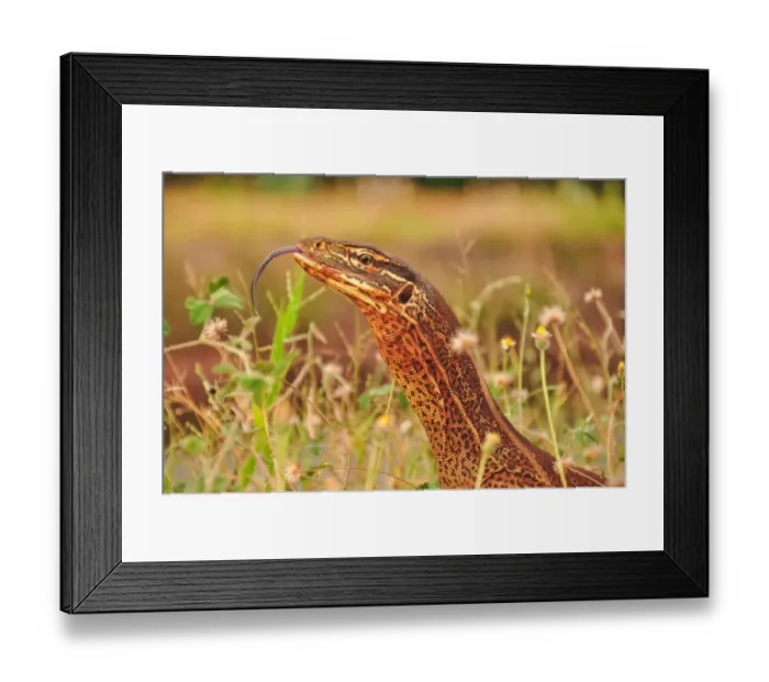 Framed Print : Lizard tongue