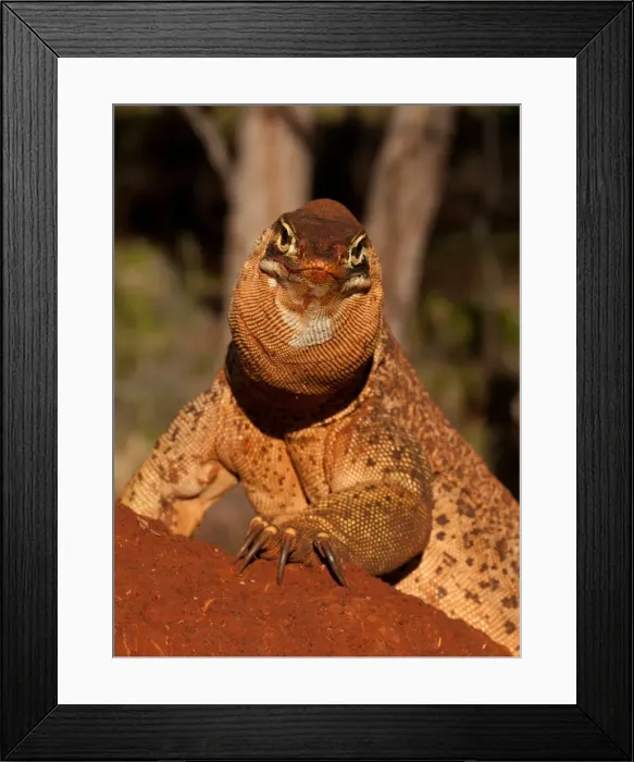 Framed Print : Spotted Goanna, Hamersley Station Framed Print : Spotted Goanna, Hamersley Station