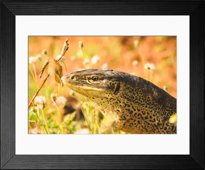 Framed Print : Australia Goanna