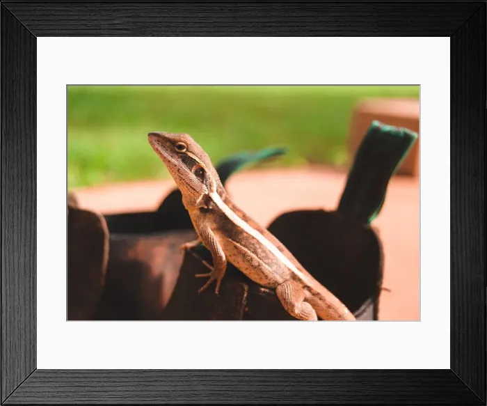Framed Print : Gilberts dragon Framed Print : Gilberts dragon