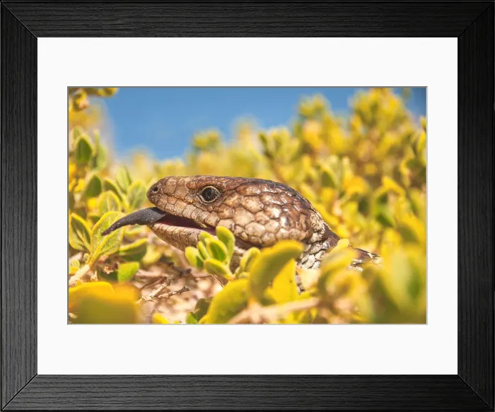 Framed Print : Blue tongue Framed Print : Blue tongue