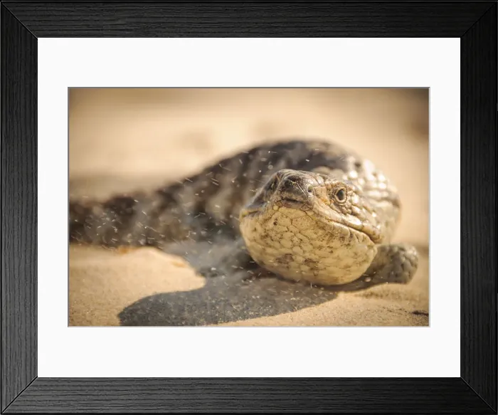 Framed Print : Beach Skink Framed Print : Beach Skink