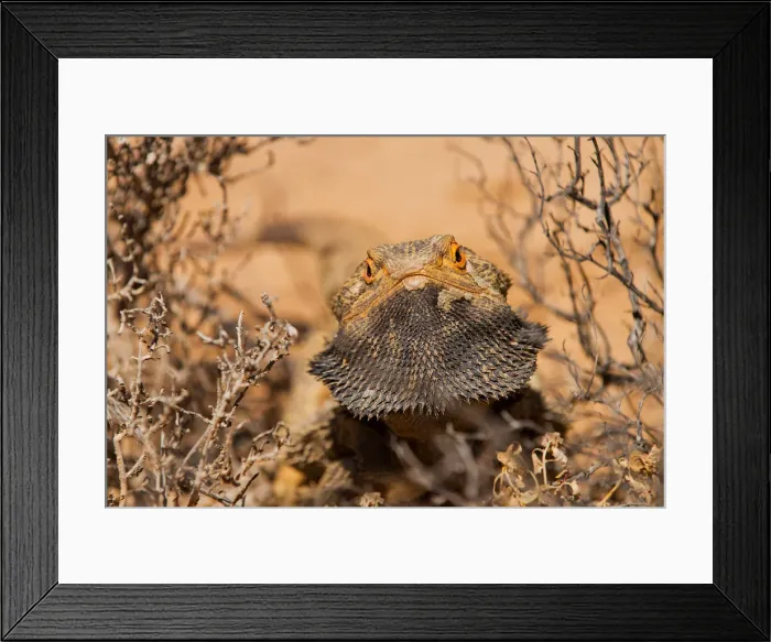 Framed Print : Bearded Dragon