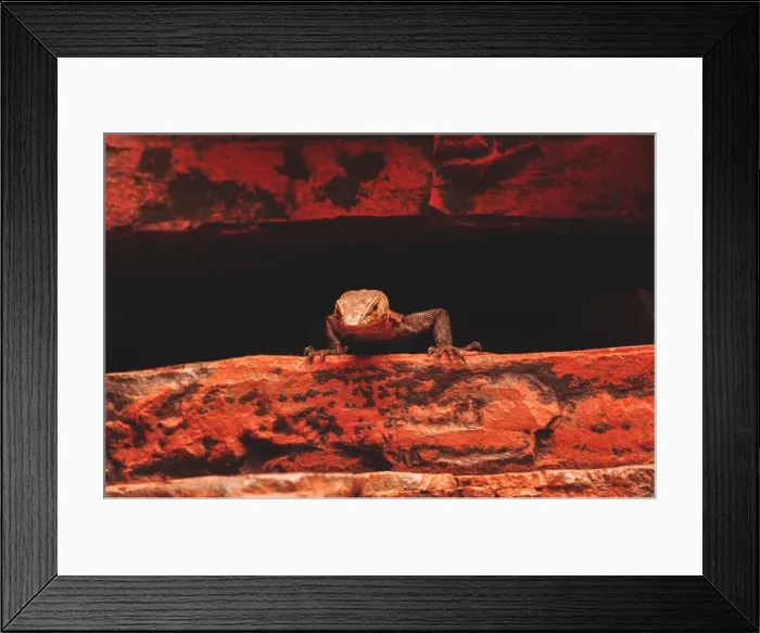 Framed Print : Karijini Lizard