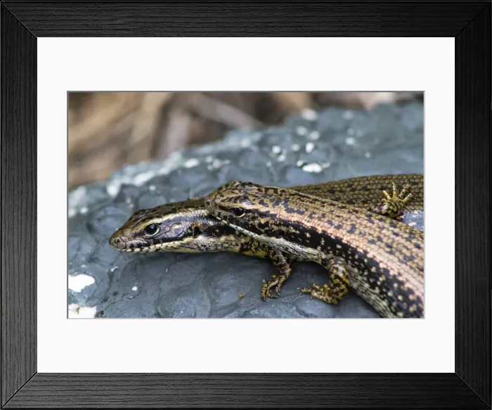 Framed Print : Divine Nature Framed Print : Divine Nature