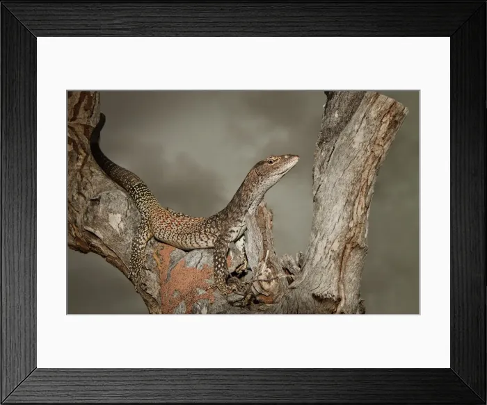 Framed Print : Black-headed monitor (Varanus tristis)