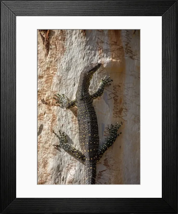 Framed Print : Goanna climbing Scribbly gum Eucalyptus tree in Australia Framed Print : Goanna climbing Scribbly gum Eucalyptus tree in Australia