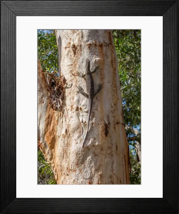 Framed Print : Goanna climbing Scribbly gum Eucalyptus tree in Australia Framed Print : Goanna climbing Scribbly gum Eucalyptus tree in Australia