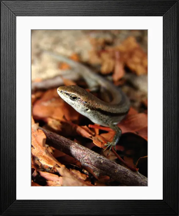 Framed Print : Lizard. I was out gardening this afternoon and noticed a family of lizards