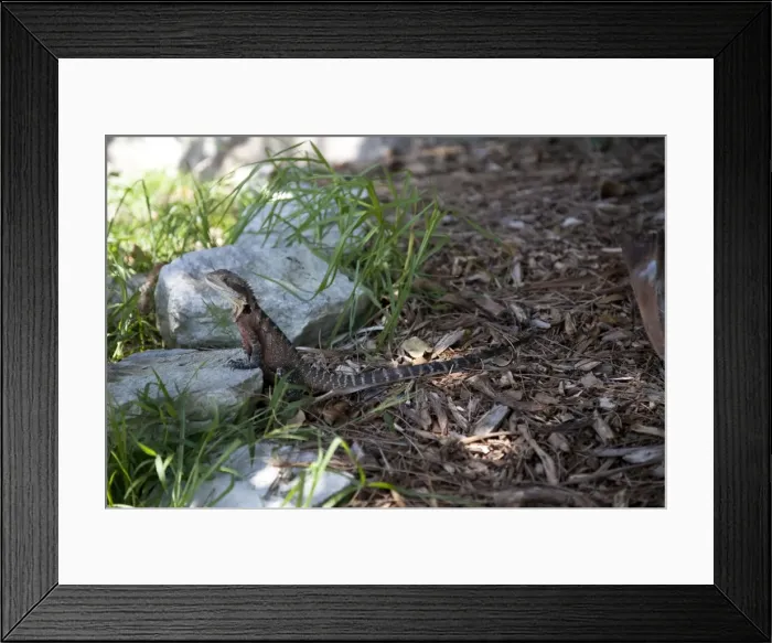 Framed Print : Australian Water Dragon (Physignathus lesueurii) resting in shade, Manly, Sydney, New South Wales, Australia