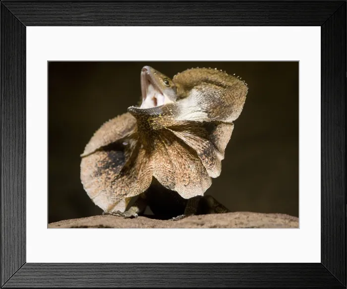 Framed Print : Frill Necked Lizard Framed Print : Frill Necked Lizard