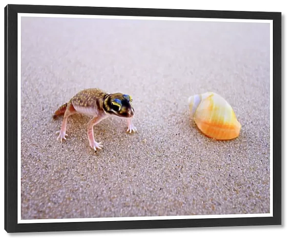 Beach Gecko and Shell Australia
