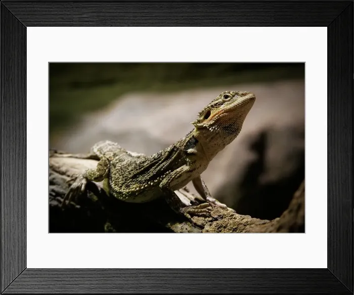 Framed Print : Basking bearded dragon