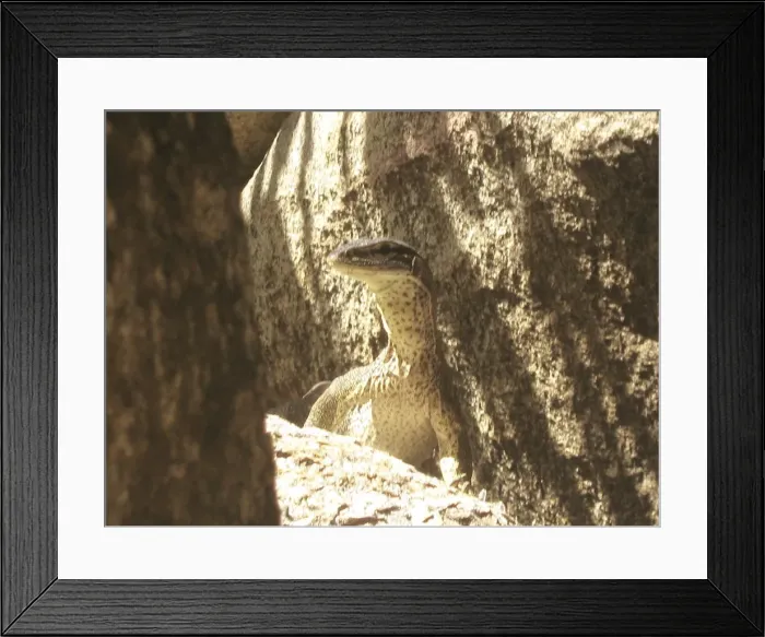 Framed Print : King of the Island