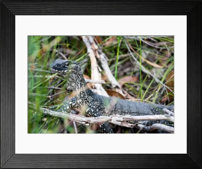 Framed Print : Alert. Lace monitor or lace goanna (Varanus varius) on the alert with a stranger about Framed Print : Alert. Lace monitor or lace goanna (Varanus varius) on the alert with a stranger about